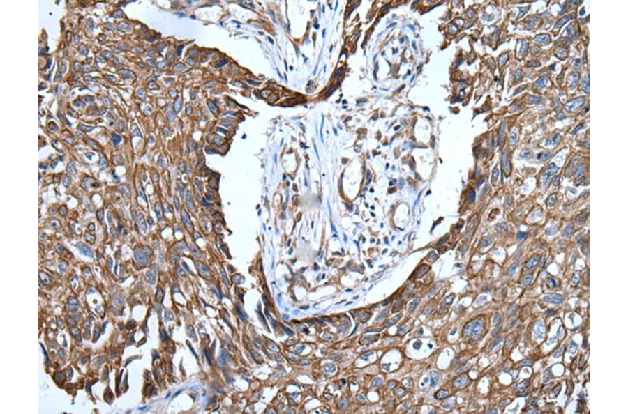 WISP3 Antibody from Signalway Antibody (43816) - Antibodies.com