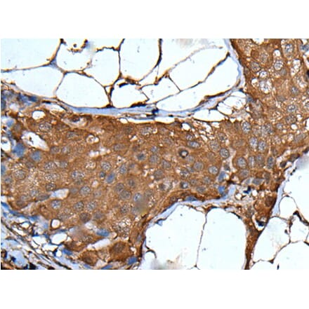 VSIG1 Antibody from Signalway Antibody (43826) - Antibodies.com