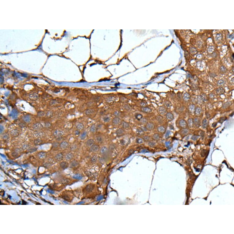 VSIG1 Antibody from Signalway Antibody (43826) - Antibodies.com