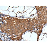 VSIG1 Antibody from Signalway Antibody (43826) - Antibodies.com