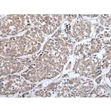 ERBB4 Antibody from Signalway Antibody (43833) - Antibodies.com