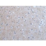 BRSK2 Antibody from Signalway Antibody (43854) - Antibodies.com