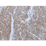 ENKUR Antibody from Signalway Antibody (43859) - Antibodies.com