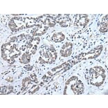 ENKUR Antibody from Signalway Antibody (43859) - Antibodies.com