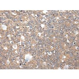 ITGA5 Antibody from Signalway Antibody (43879) - Antibodies.com