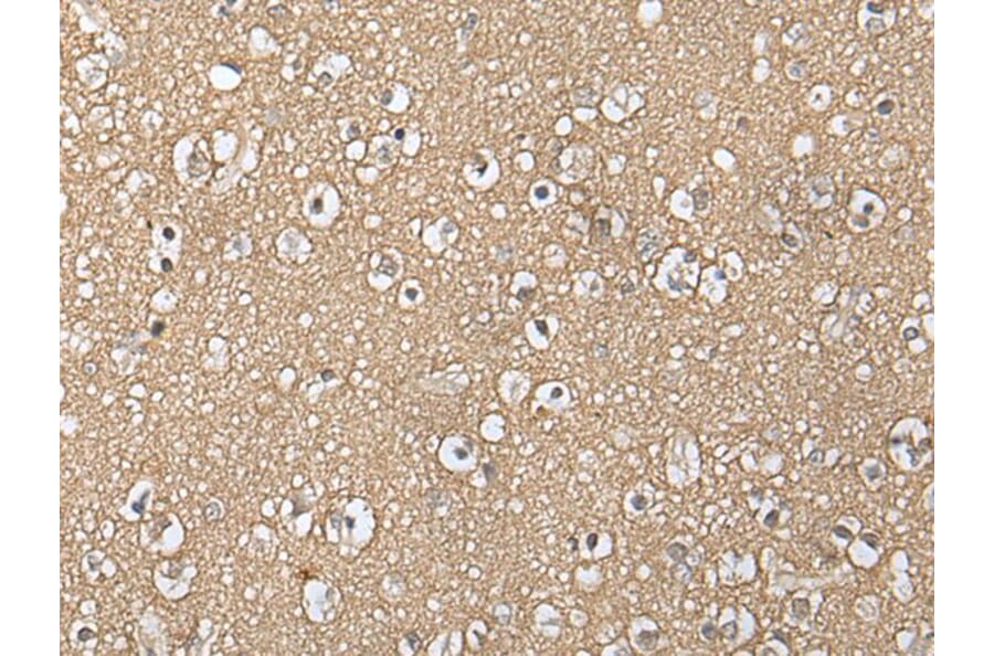 NIPA1 Antibody from Signalway Antibody (43886) - Antibodies.com