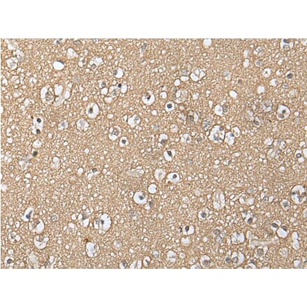 NIPA1 Antibody from Signalway Antibody (43886) - Antibodies.com