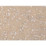 NIPA1 Antibody from Signalway Antibody (43886) - Antibodies.com