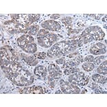 SFRP5 Antibody from Signalway Antibody (43902) - Antibodies.com