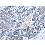SFRP5 Antibody from Signalway Antibody (43902) - Antibodies.com