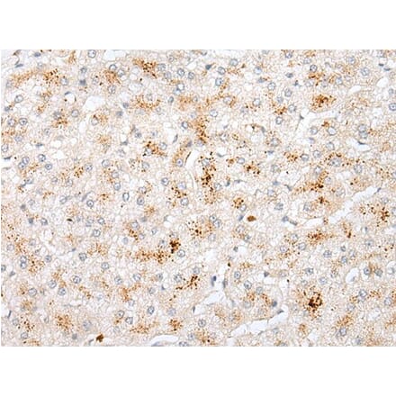 STK26 Antibody from Signalway Antibody (43920) - Antibodies.com
