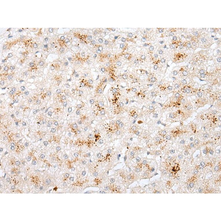 STK26 Antibody from Signalway Antibody (43920) - Antibodies.com