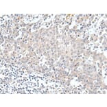 KCNH1 Antibody from Signalway Antibody (43927) - Antibodies.com