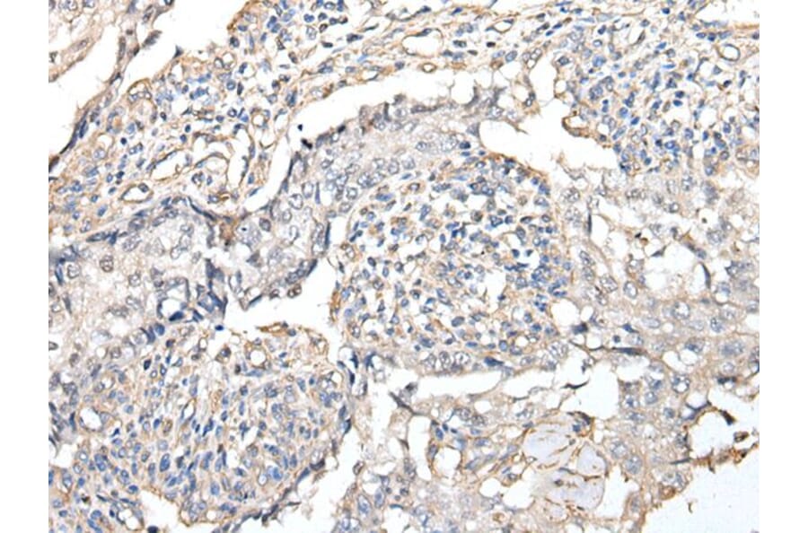 RPTOR Antibody from Signalway Antibody (43933) - Antibodies.com