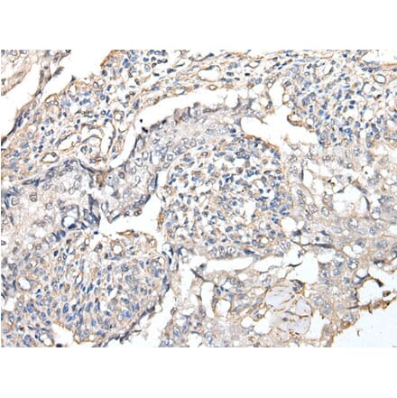 RPTOR Antibody from Signalway Antibody (43933) - Antibodies.com