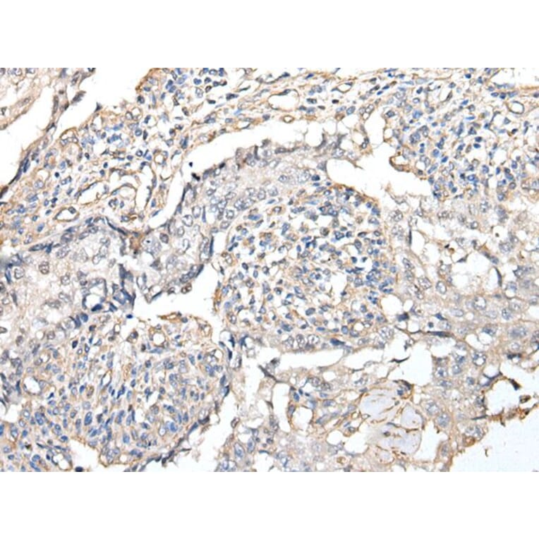 RPTOR Antibody from Signalway Antibody (43933) - Antibodies.com