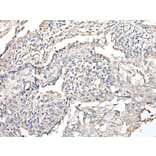 RPTOR Antibody from Signalway Antibody (43933) - Antibodies.com