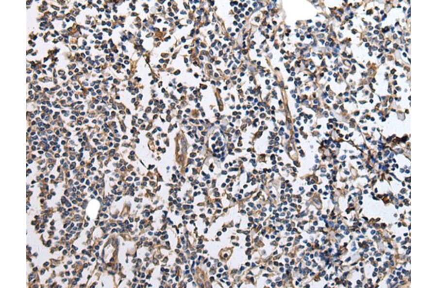 RPTOR Antibody from Signalway Antibody (43933) - Antibodies.com