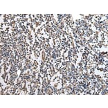 RPTOR Antibody from Signalway Antibody (43933) - Antibodies.com