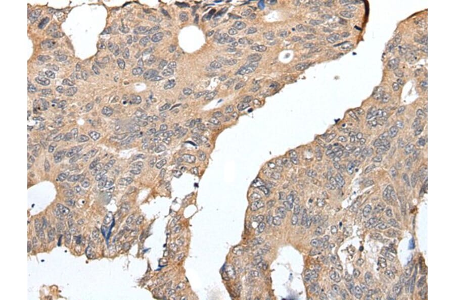 SEPW1 Antibody from Signalway Antibody (43935) - Antibodies.com