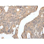 SEPW1 Antibody from Signalway Antibody (43935) - Antibodies.com