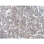 ARL5A Antibody from Signalway Antibody (43936) - Antibodies.com