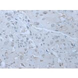 HUWE1 Antibody from Signalway Antibody (43961) - Antibodies.com