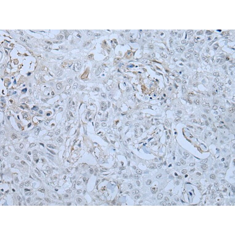 HUWE1 Antibody from Signalway Antibody (43961) - Antibodies.com