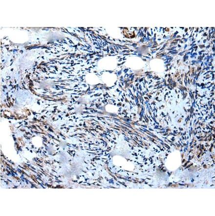 WIPF1 Antibody from Signalway Antibody (43979) - Antibodies.com