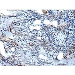 WIPF1 Antibody from Signalway Antibody (43979) - Antibodies.com