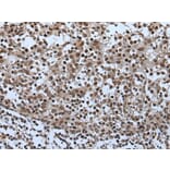 CELF5 Antibody from Signalway Antibody (43995) - Antibodies.com