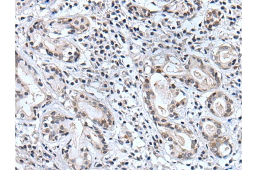 BSPRY Antibody from Signalway Antibody (43996) - Antibodies.com