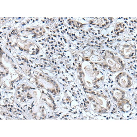 BSPRY Antibody from Signalway Antibody (43996) - Antibodies.com