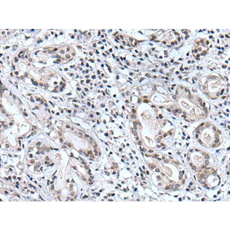 BSPRY Antibody from Signalway Antibody (43996) - Antibodies.com