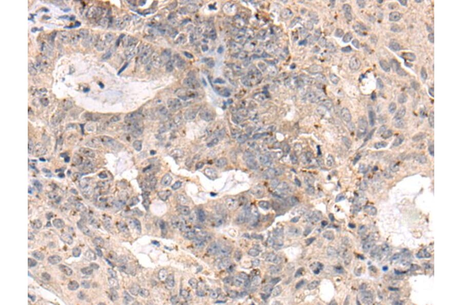 MEDAG Antibody from Signalway Antibody (44000) - Antibodies.com