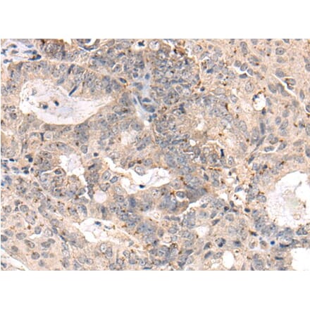 MEDAG Antibody from Signalway Antibody (44000) - Antibodies.com