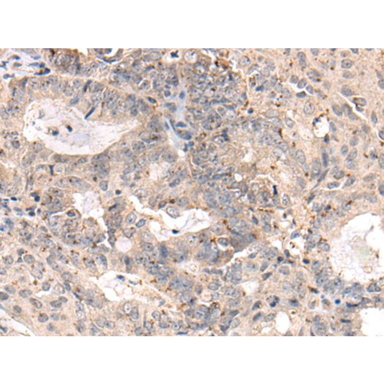 MEDAG Antibody from Signalway Antibody (44000) - Antibodies.com