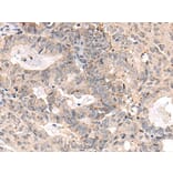 MEDAG Antibody from Signalway Antibody (44000) - Antibodies.com