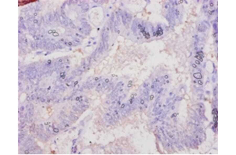 Immunohistochemistry - Chromogranin-A Polyclonal Antibody from Signalway Antibody (42120) - Antibodies.com