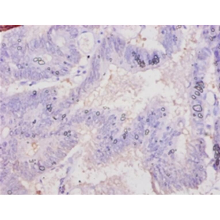 Immunohistochemistry - Chromogranin-A Polyclonal Antibody from Signalway Antibody (42120) - Antibodies.com