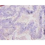 Immunohistochemistry - Chromogranin-A Polyclonal Antibody from Signalway Antibody (42120) - Antibodies.com