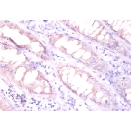 Immunohistochemistry - Erythropoietin Polyclonal Antibody from Signalway Antibody (42454) - Antibodies.com