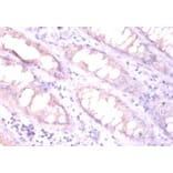 Immunohistochemistry - Erythropoietin Polyclonal Antibody from Signalway Antibody (42454) - Antibodies.com