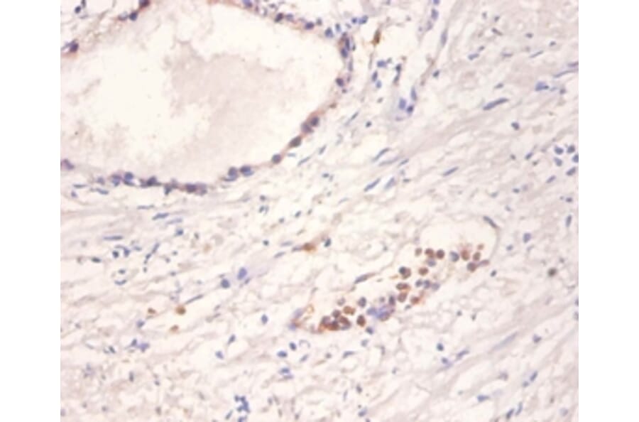 Immunohistochemistry - Neurotrophin-4 Polyclonal Antibody from Signalway Antibody (42517) - Antibodies.com