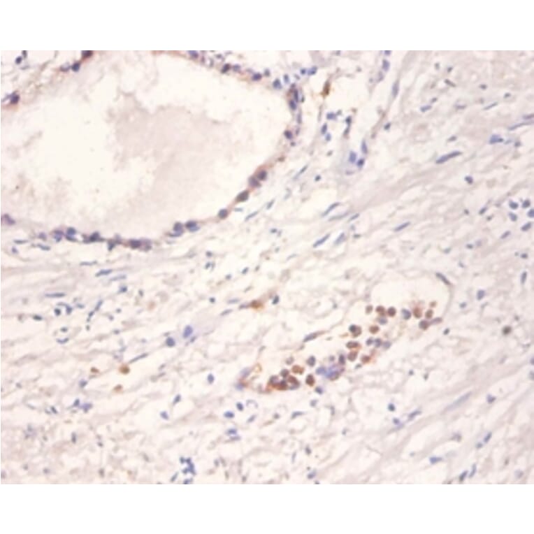 Immunohistochemistry - Neurotrophin-4 Polyclonal Antibody from Signalway Antibody (42517) - Antibodies.com