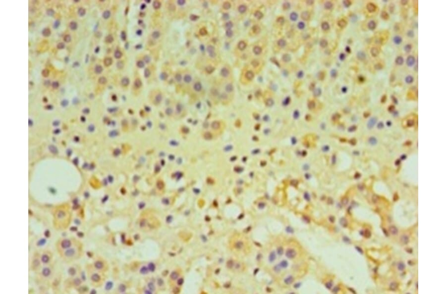 Immunohistochemistry - Interleukin-29 Polyclonal Antibody from Signalway Antibody (42566) - Antibodies.com