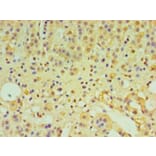 Immunohistochemistry - Interleukin-29 Polyclonal Antibody from Signalway Antibody (42566) - Antibodies.com