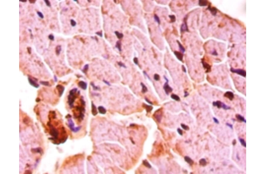 Immunohistochemistry - Protein Wnt-3a Polyclonal Antibody from Signalway Antibody (42596) - Antibodies.com