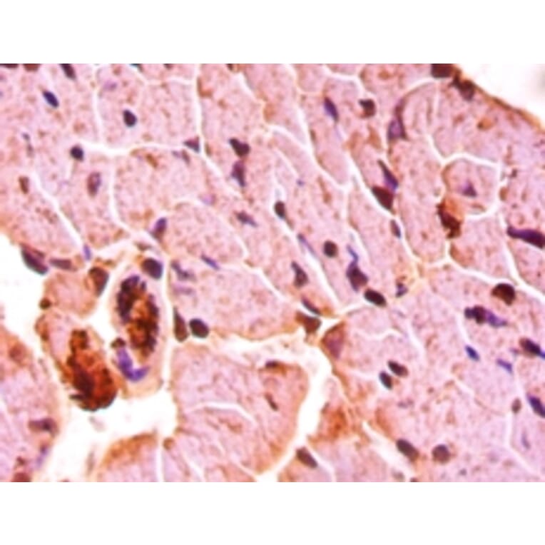 Immunohistochemistry - Protein Wnt-3a Polyclonal Antibody from Signalway Antibody (42596) - Antibodies.com