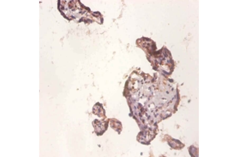 Immunohistochemistry - Protein Wnt-3a Polyclonal Antibody from Signalway Antibody (42596) - Antibodies.com